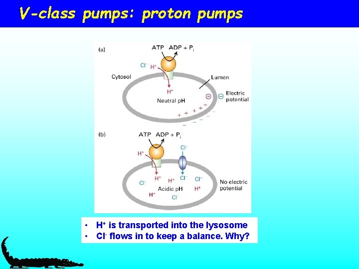 V-class pumps: proton pumps • H+ is transported into the lysosome • Cl- flows