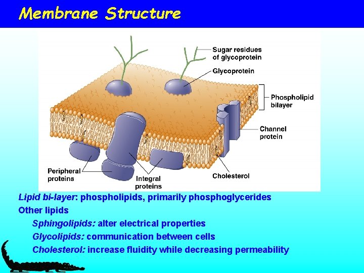 Membrane Structure Lipid bi-layer: phospholipids, primarily phosphoglycerides Other lipids Sphingolipids: alter electrical properties Glycolipids: