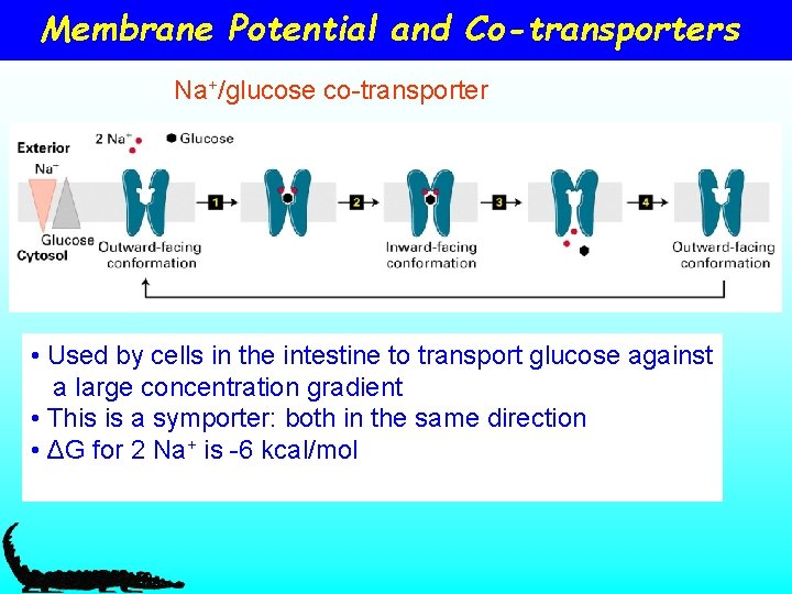 Membrane Potential and Co-transporters Na+/glucose co-transporter • Used by cells in the intestine to