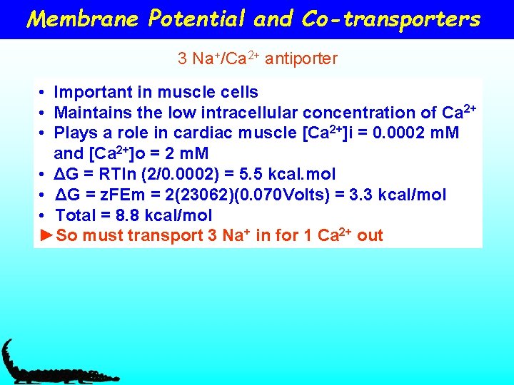 Membrane Potential and Co-transporters 3 Na+/Ca 2+ antiporter • Important in muscle cells •