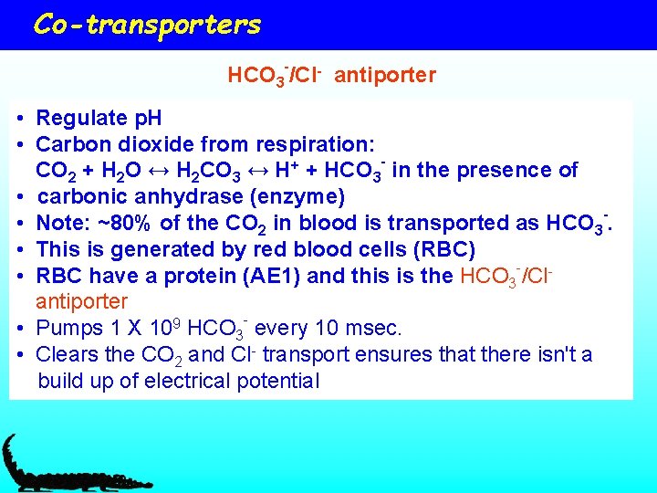 Co-transporters HCO 3 -/Cl- antiporter • Regulate p. H • Carbon dioxide from respiration: