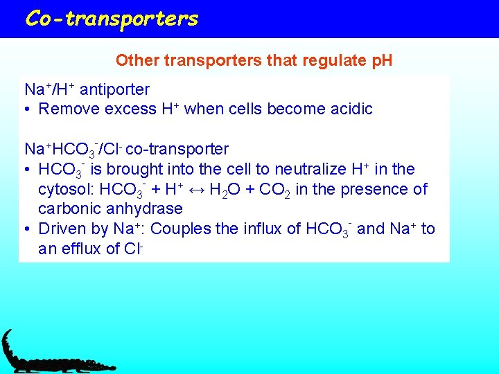 Co-transporters Other transporters that regulate p. H Na+/H+ antiporter • Remove excess H+ when