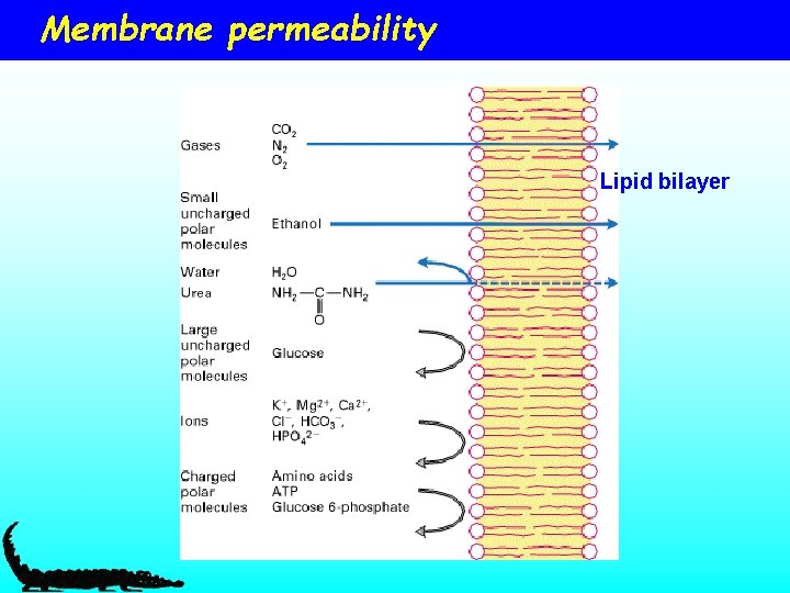 Membrane permeability Lipid bilayer 