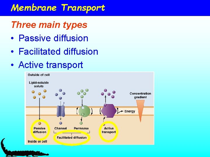 Membrane Transport Three main types • Passive diffusion • Facilitated diffusion • Active transport