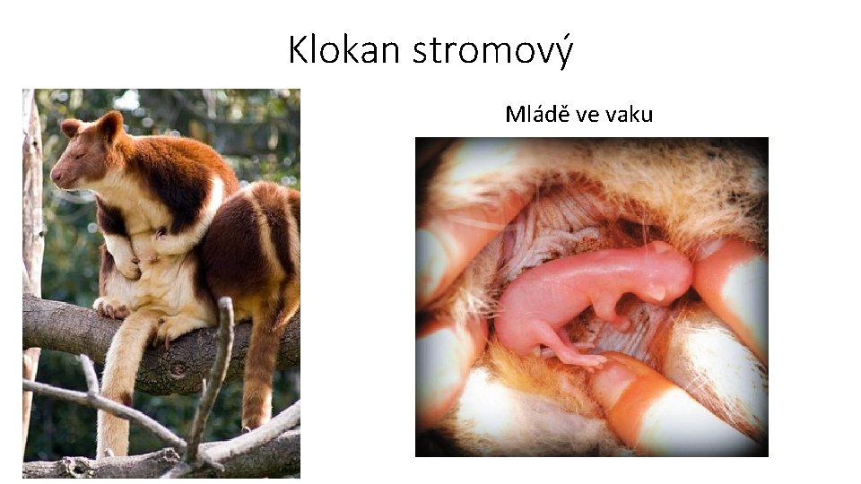 Klokan stromový Mládě ve vaku • Obr. 5 