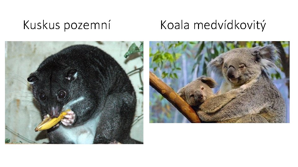 Kuskus pozemní Koala medvídkovitý 