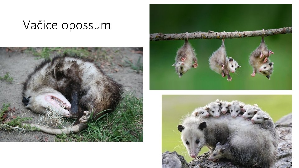 Vačice opossum 