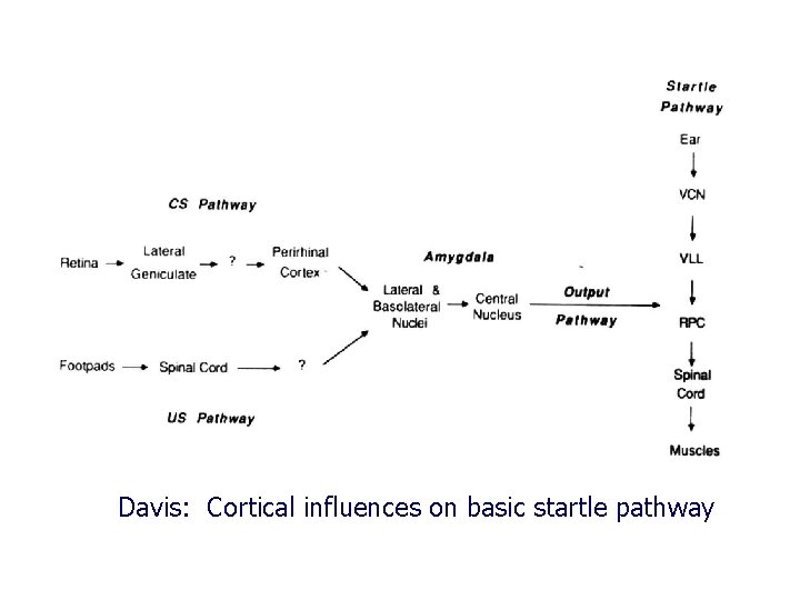 Davis: Cortical influences on basic startle pathway 