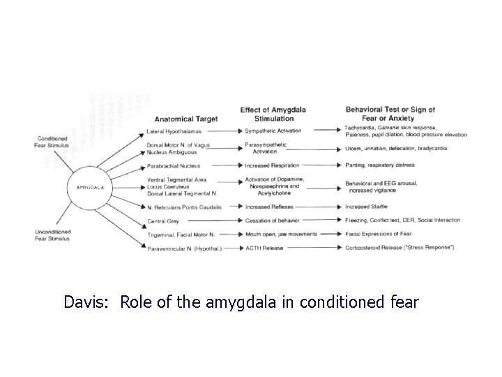 Davis: Role of the amygdala in conditioned fear 