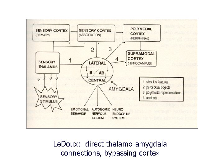 Le. Doux: direct thalamo-amygdala connections, bypassing cortex 