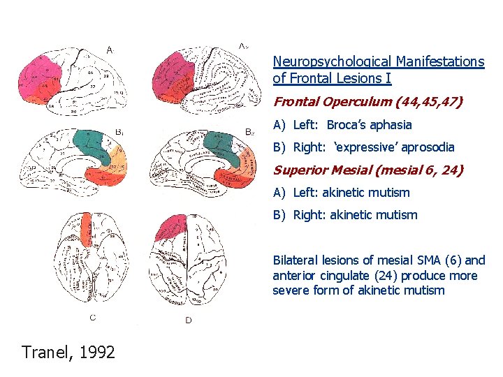 Neuropsychological Manifestations of Frontal Lesions I Frontal Operculum (44, 45, 47) A) Left: Broca’s
