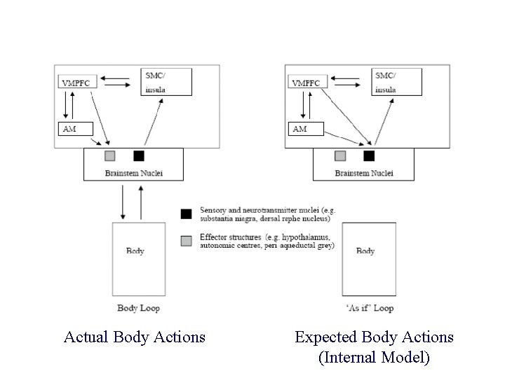 Actual Body Actions Expected Body Actions (Internal Model) 