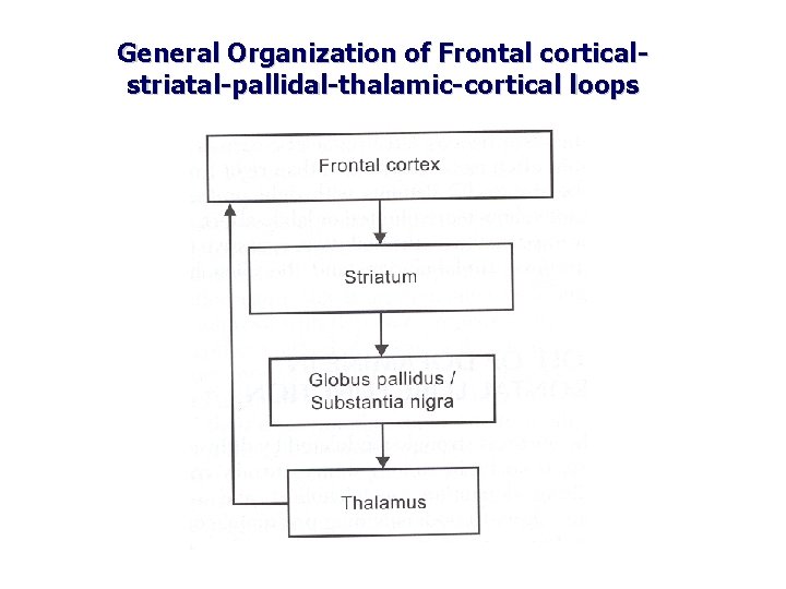 General Organization of Frontal corticalstriatal-pallidal-thalamic-cortical loops 
