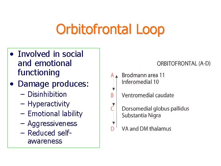 Orbitofrontal Loop • Involved in social and emotional functioning • Damage produces: – –
