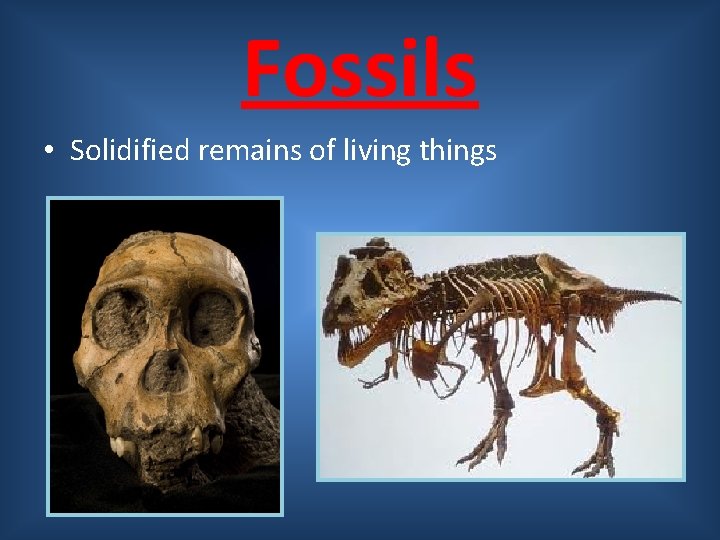 Fossils • Solidified remains of living things 