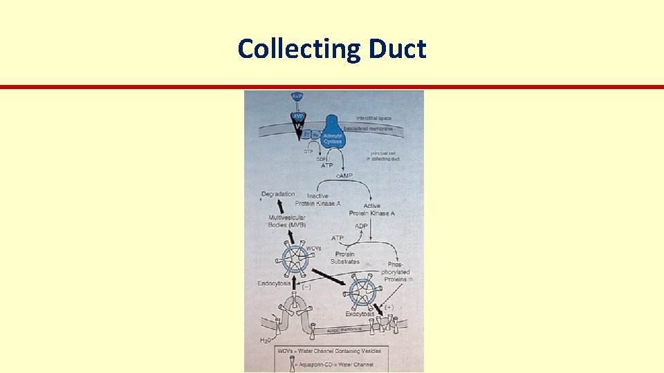 Collecting Duct 