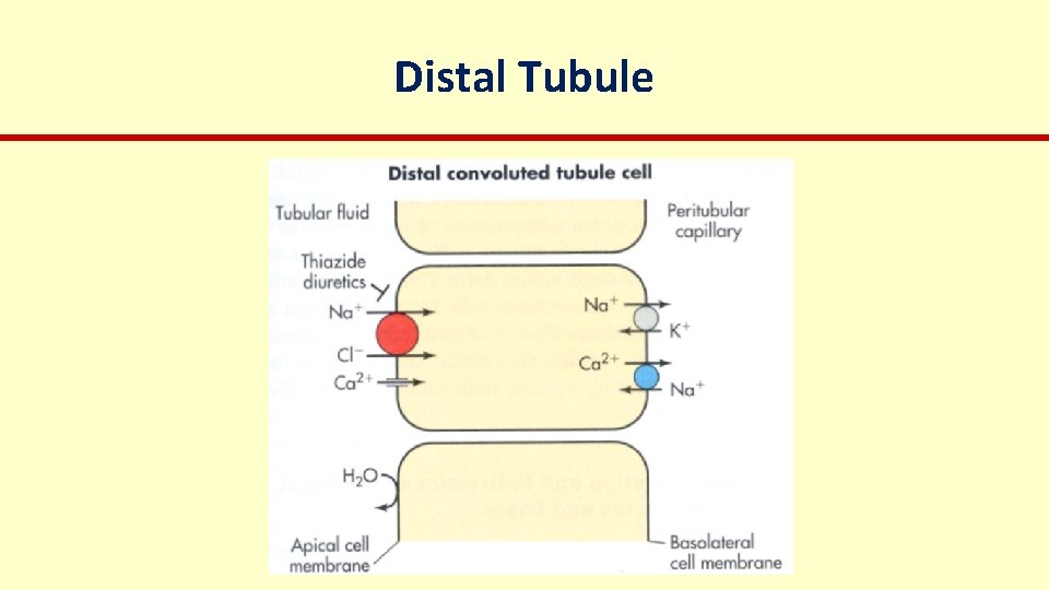 Distal Tubule 