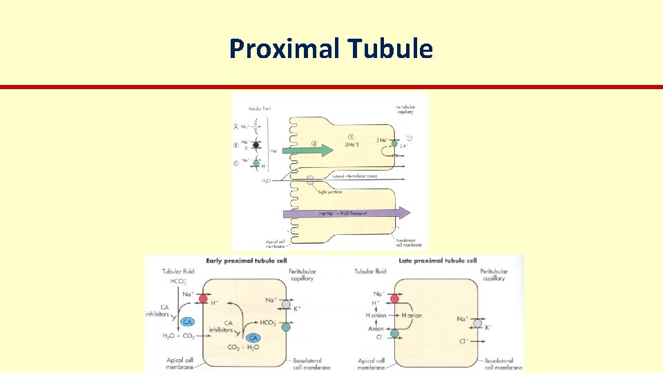 Proximal Tubule 