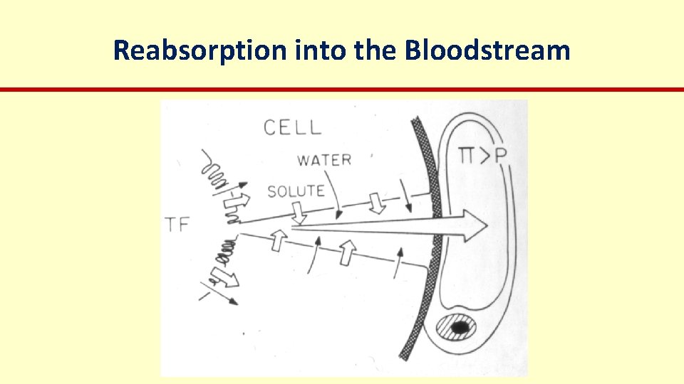 Reabsorption into the Bloodstream 