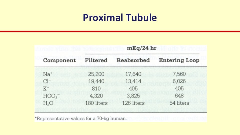 Proximal Tubule 