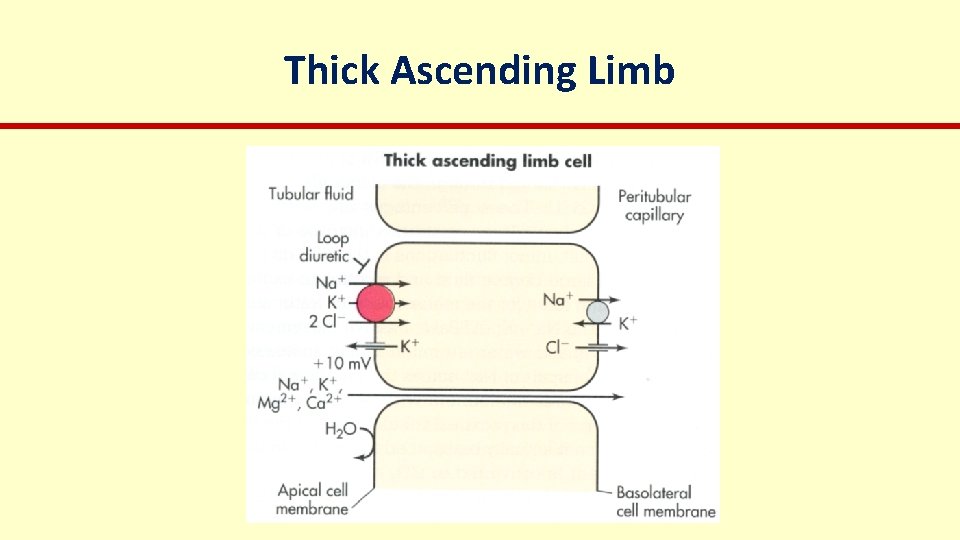 Thick Ascending Limb 