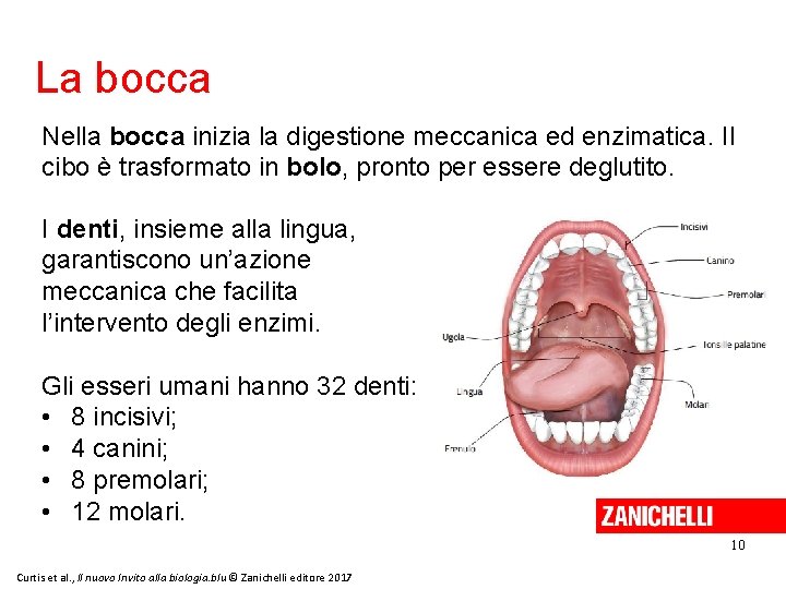La bocca Nella bocca inizia la digestione meccanica ed enzimatica. Il cibo è trasformato