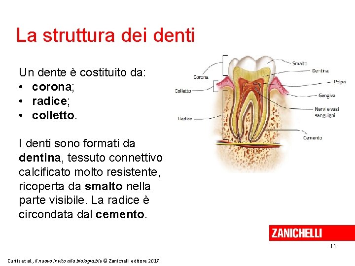 La struttura dei denti Un dente è costituito da: • corona; • radice; •