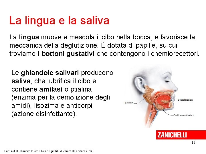 La lingua e la saliva La lingua muove e mescola il cibo nella bocca,