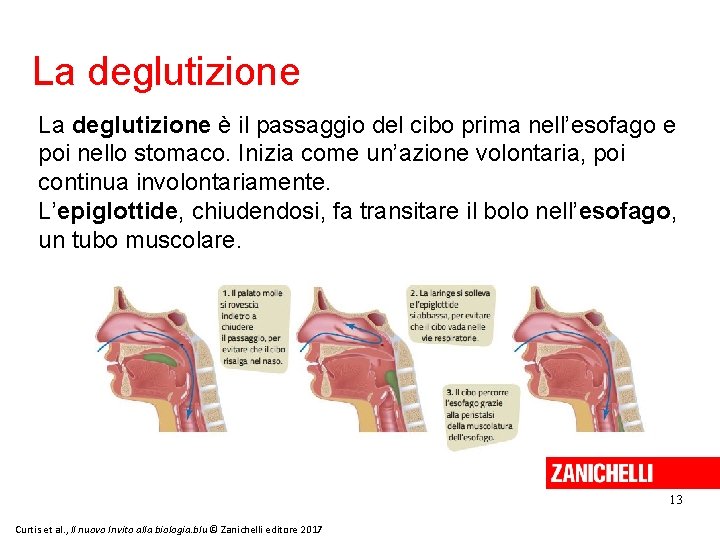 La deglutizione è il passaggio del cibo prima nell’esofago e poi nello stomaco. Inizia