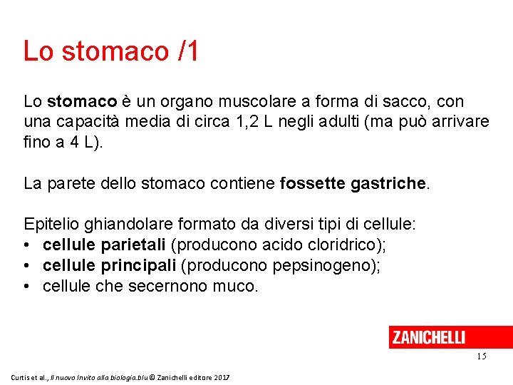 Lo stomaco /1 Lo stomaco è un organo muscolare a forma di sacco, con