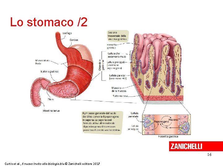 Lo stomaco /2 16 Curtis et al. , Il nuovo Invito alla biologia. blu