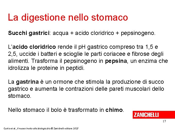 La digestione nello stomaco Succhi gastrici: acqua + acido cloridrico + pepsinogeno. L’acido cloridrico