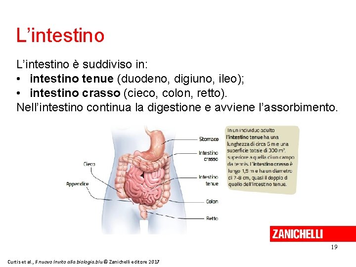 L’intestino è suddiviso in: • intestino tenue (duodeno, digiuno, ileo); • intestino crasso (cieco,