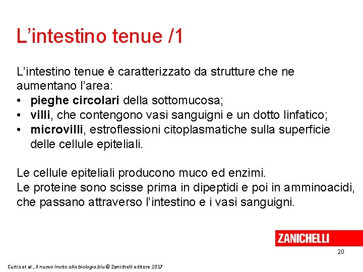 L’intestino tenue /1 L’intestino tenue è caratterizzato da strutture che ne aumentano l’area: •
