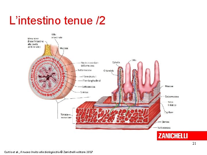 L’intestino tenue /2 21 Curtis et al. , Il nuovo Invito alla biologia. blu