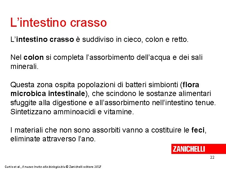 L’intestino crasso è suddiviso in cieco, colon e retto. Nel colon si completa l’assorbimento