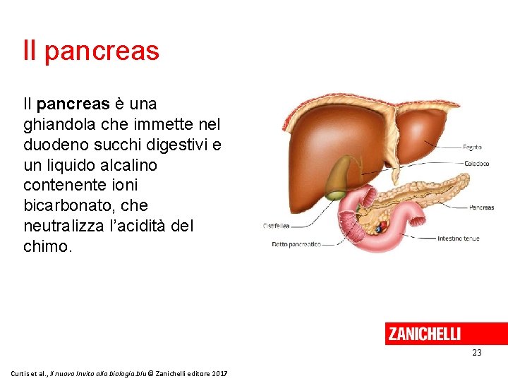 Il pancreas è una ghiandola che immette nel duodeno succhi digestivi e un liquido