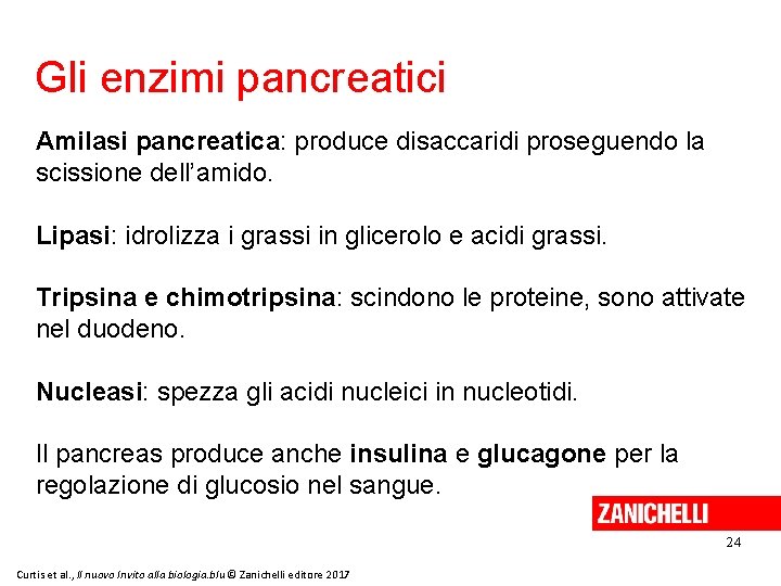 Gli enzimi pancreatici Amilasi pancreatica: produce disaccaridi proseguendo la scissione dell’amido. Lipasi: idrolizza i