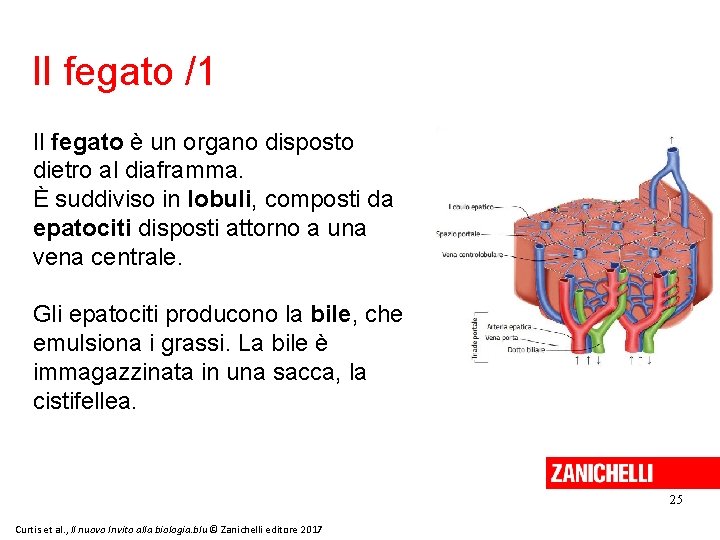 Il fegato /1 Il fegato è un organo disposto dietro al diaframma. È suddiviso