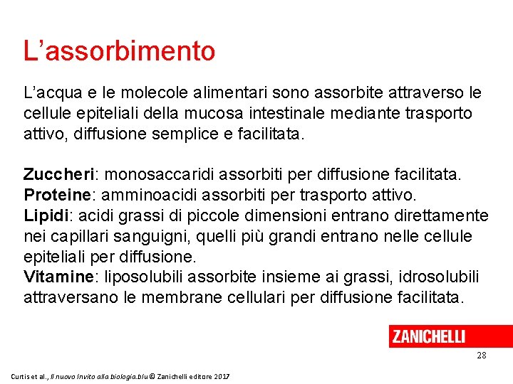 L’assorbimento L’acqua e le molecole alimentari sono assorbite attraverso le cellule epiteliali della mucosa