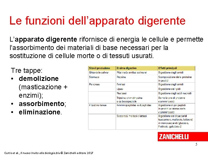 Le funzioni dell’apparato digerente L’apparato digerente rifornisce di energia le cellule e permette l’assorbimento