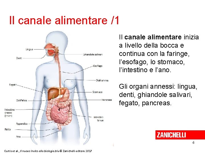 Il canale alimentare /1 Il canale alimentare inizia a livello della bocca e continua