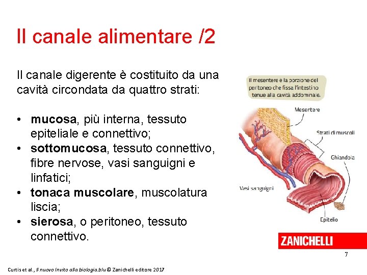 Il canale alimentare /2 Il canale digerente è costituito da una cavità circondata da
