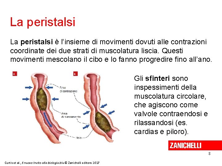 La peristalsi è l’insieme di movimenti dovuti alle contrazioni coordinate dei due strati di