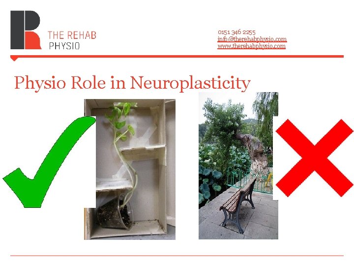 0151 346 2255 info@therehabphysio. com www. therehabphysio. com Physio Role in Neuroplasticity 0151 346 2255 info@therehabphysio. com www. therehabphysio. com Physio Role in Neuroplasticity