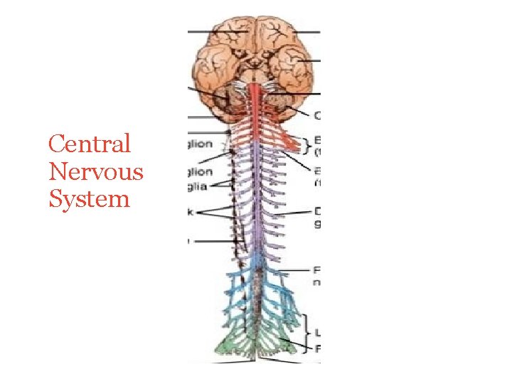 Central Nervous System Central Nervous System