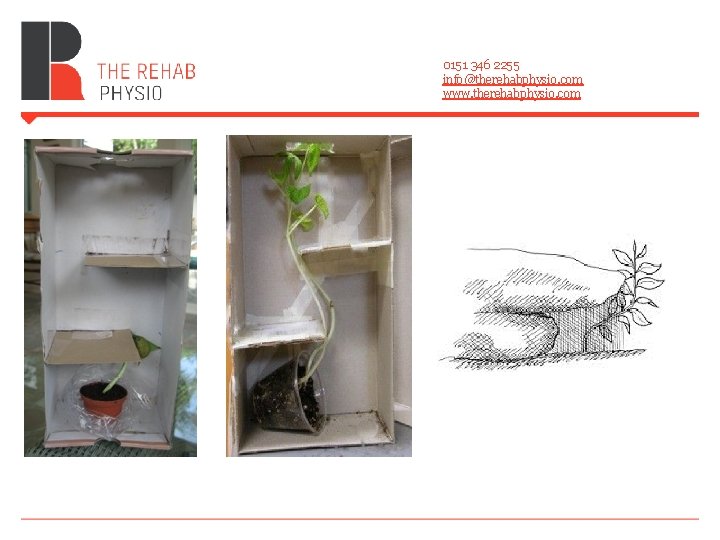 0151 346 2255 info@therehabphysio. com www. therehabphysio. com 0151 346 2255 info@therehabphysio. com www. therehabphysio. com