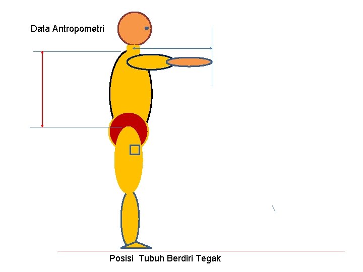 Data Antropometri Posisi Tubuh Berdiri Tegak 