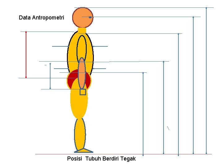 Data Antropometri Posisi Tubuh Berdiri Tegak 