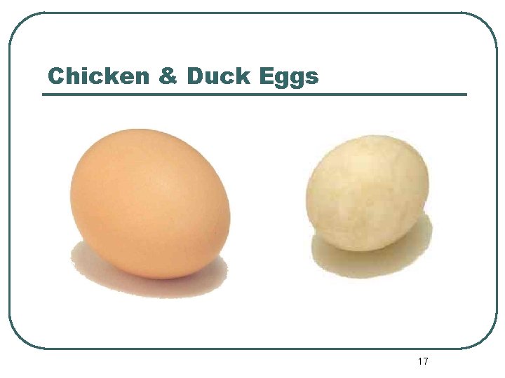 Chicken & Duck Eggs 17 